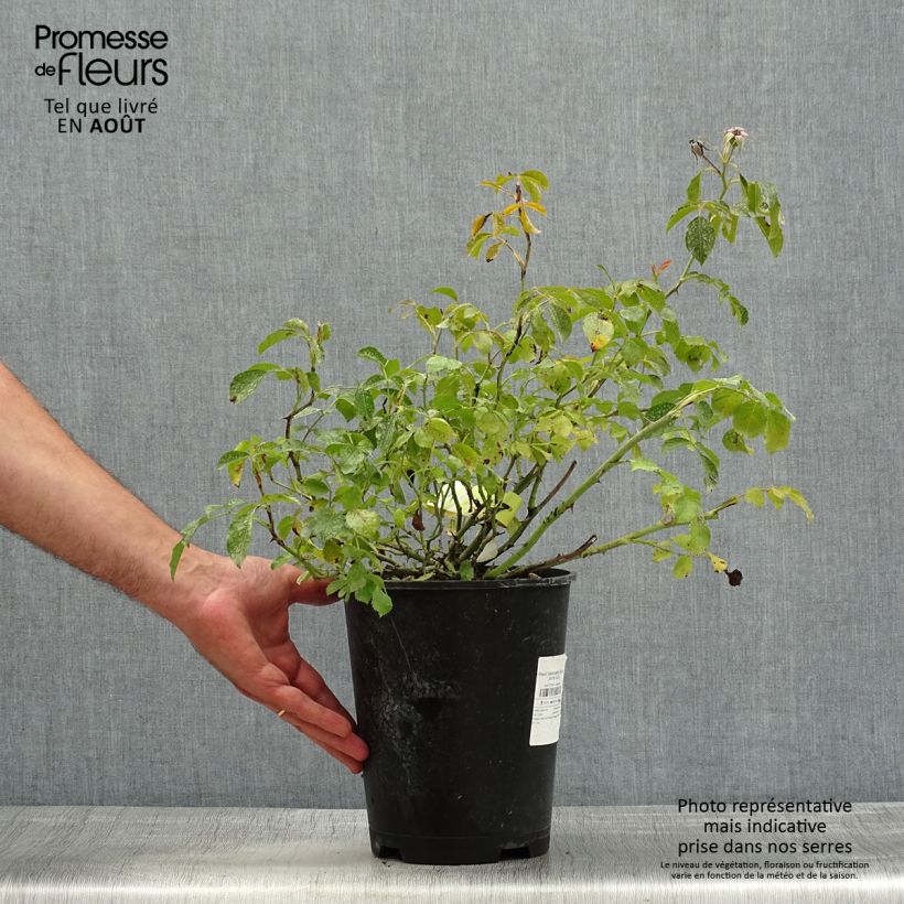Exemplaar van Rosa Flower Carpet Sunshine (Celina) - Polyantharoos Pot van 4 l/5 l zoals geleverd in de zomer