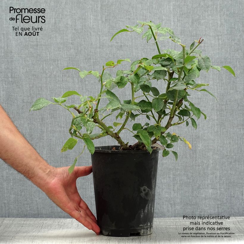 Exemplaar van Rosa Crazy Pink Voluptia - Polyantharoos Pot van 4 l/5 l zoals geleverd in de zomer