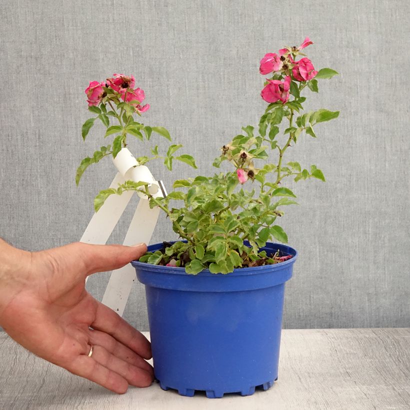 Exemplaar van Rosa Heidetraum - Polyantharoos Pot van 2 l/3 l zoals geleverd in de zomer