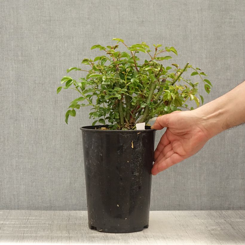 Example of Rosier Décorosiers EMERA grimpant Pot van 4 l/5 l as you get in printemps