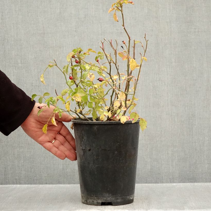 Exemplaar van Rosa Heidetraum - Polyantharoos Pot van 4 l/5 l zoals geleverd in de herfst