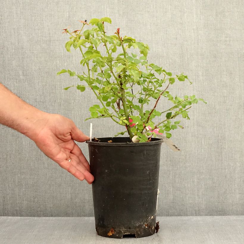 Exemplaar van Rosa Heidetraum - Polyantharoos Pot van 4 l/5 l zoals geleverd in de zomer