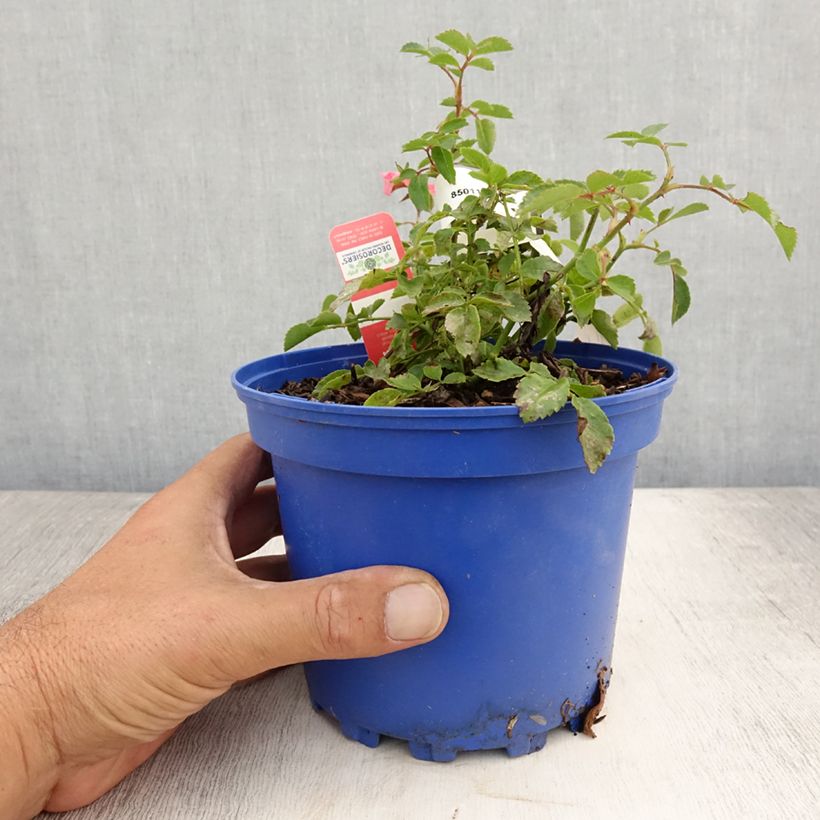 Exemplaar van Rosa Isalia - Polyantharoos Pot van 2 l/3 l zoals geleverd in de zomer