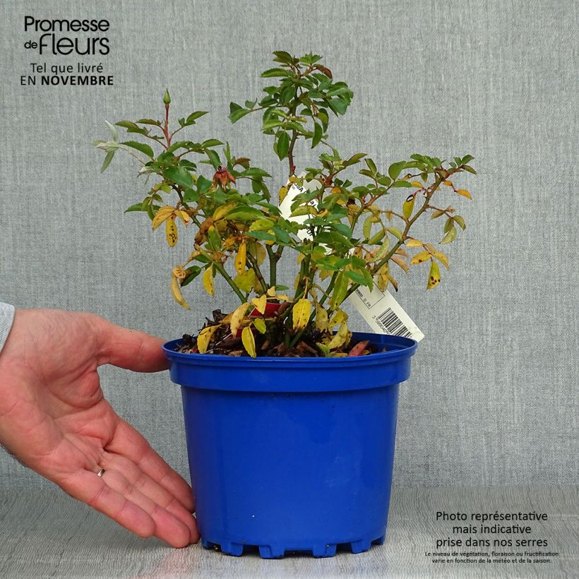 Exemplaar van Rosa Isalia - Polyantharoos Pot van 2 l/3 l zoals geleverd in de herfst