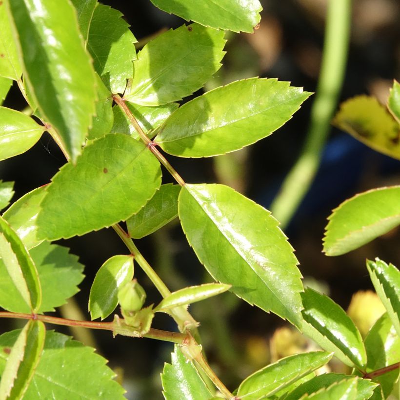 Rosa Isalia - Polyantharoos (Blad)