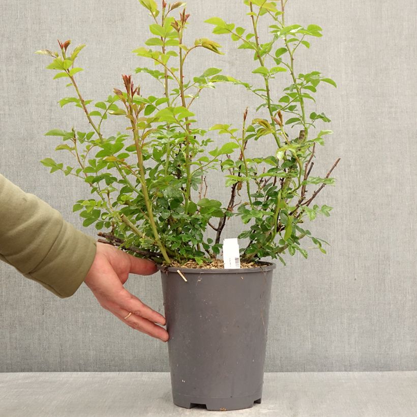 Exemplaar van Rosa Isalia - Polyantharoos Pot van 4 l/5 l zoals geleverd in de lente