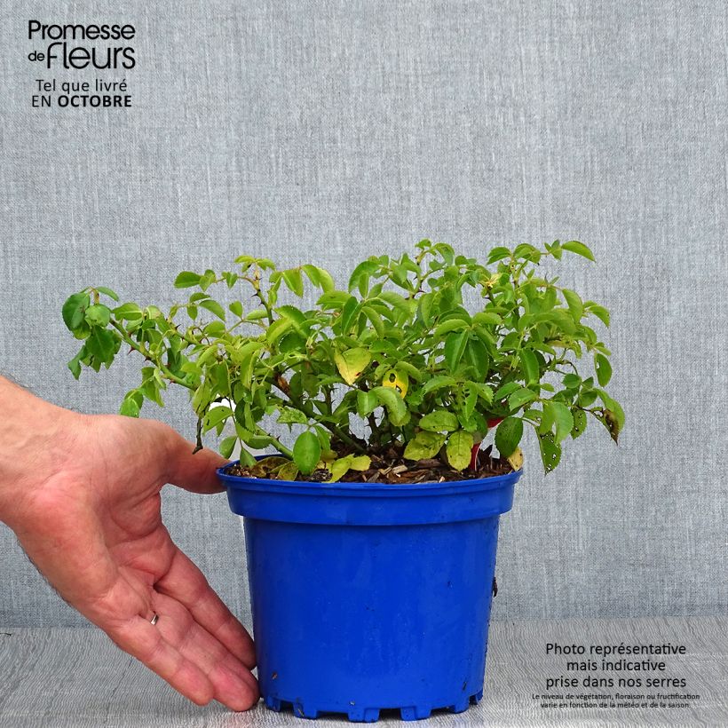 Exemplaar van Rosa Flower Carpet Scarlet - Polyantharoos Pot van 2 l/3 l zoals geleverd in de herfst