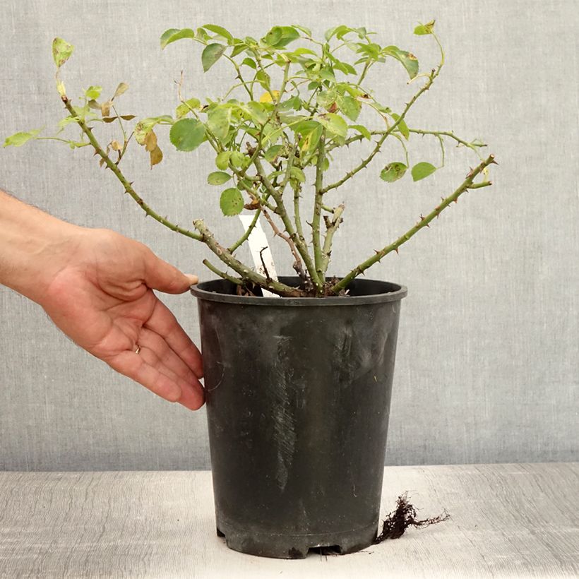 Exemplaar van Rosa Flower Carpet Scarlet - Polyantharoos Pot van 4 l/5 l zoals geleverd in de zomer