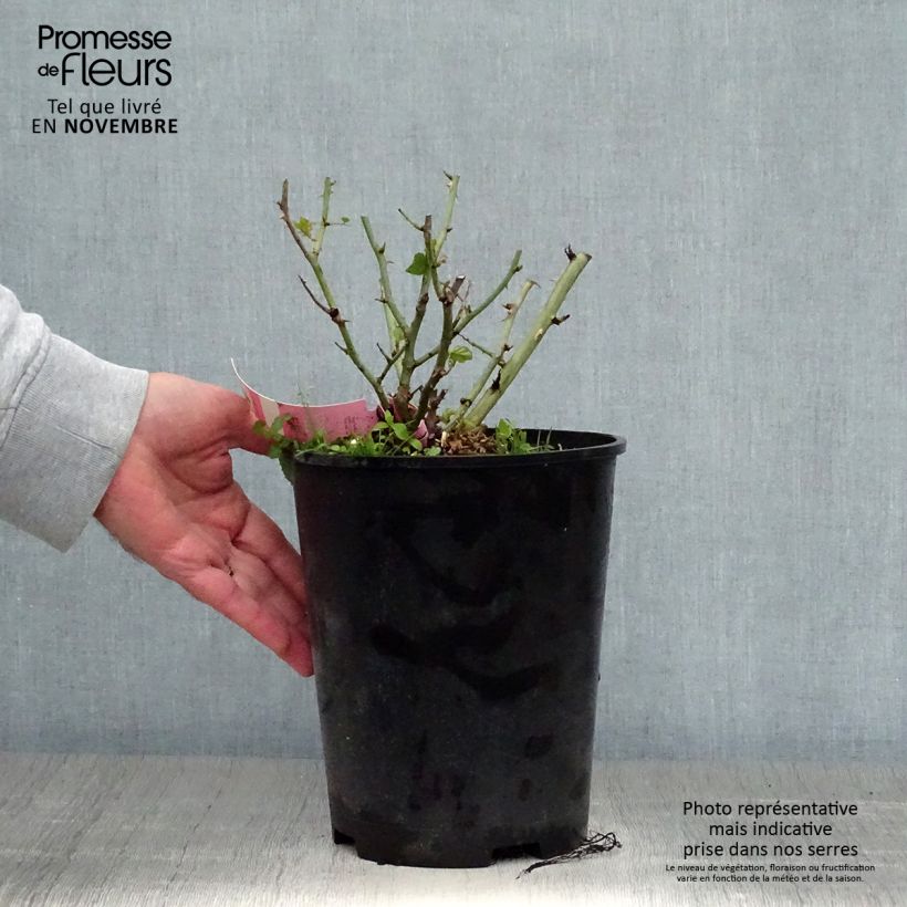 Exemplaar van Rosa Mareva - Polyantharoos Pot van 4 l/5 l zoals geleverd in de herfst