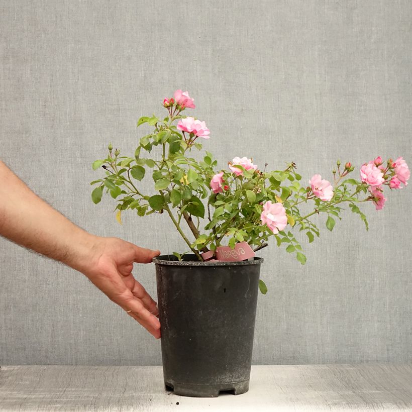 Exemplaar van Rosa Mareva - Polyantharoos Pot van 4 l/5 l zoals geleverd in de zomer
