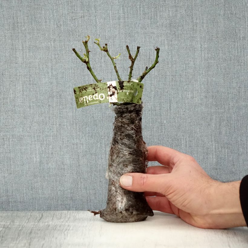 Example of Rosier Décorosiers OPALIA In kluit as you get in hiver