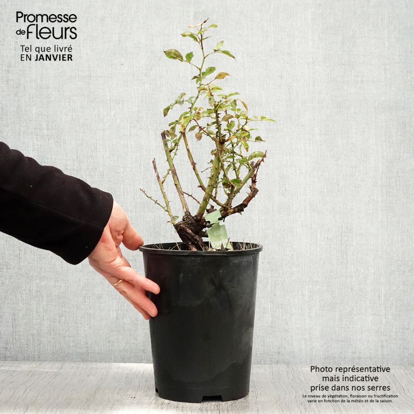 Example of Rosier Décorosiers OPALIA Pot van 4 l/5 l as you get in hiver