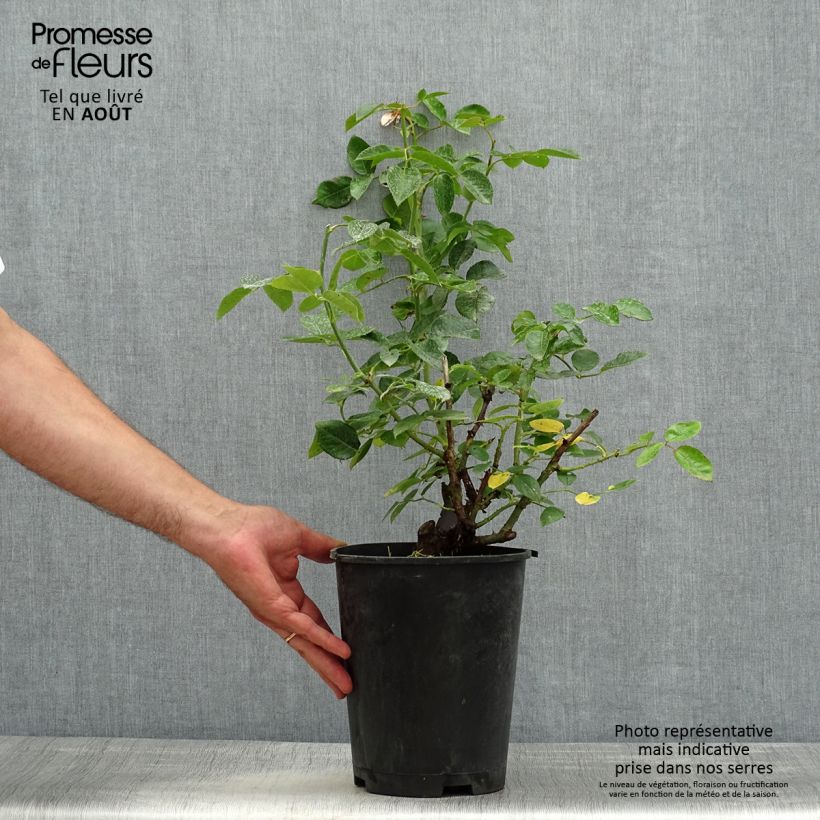 Exemplaar van Rosa Pink Voluptia - Polyantharoos Pot van 4 l/5 l zoals geleverd in de zomer