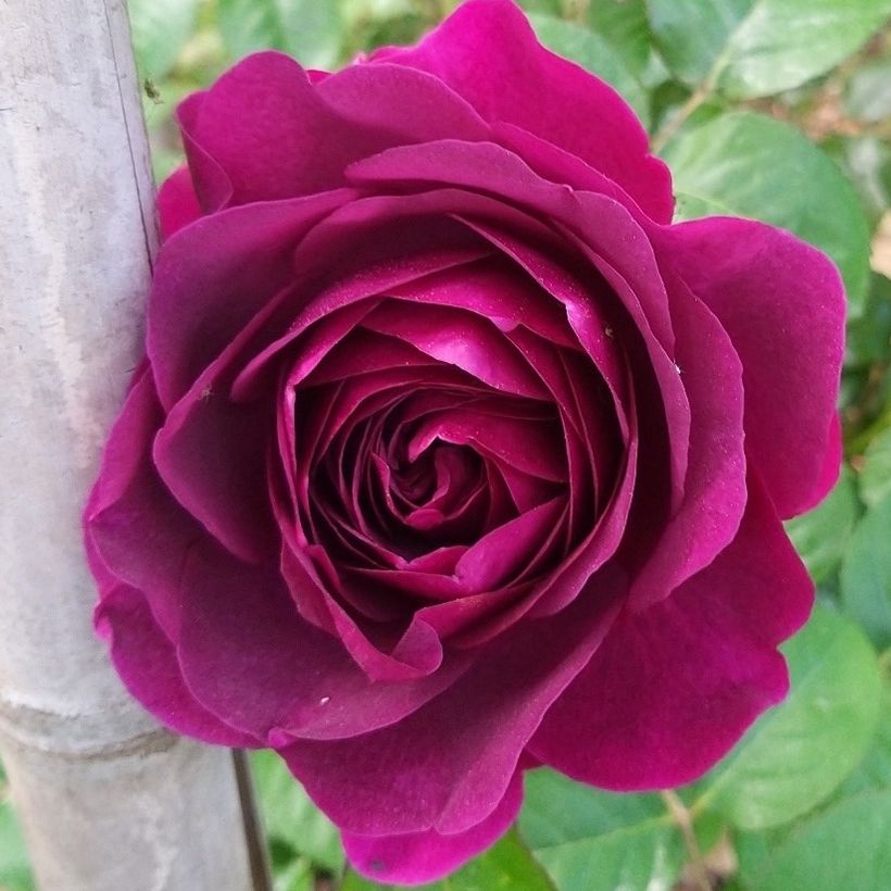 Rosa Timeless Purple - Polyantharoos (Bloei)