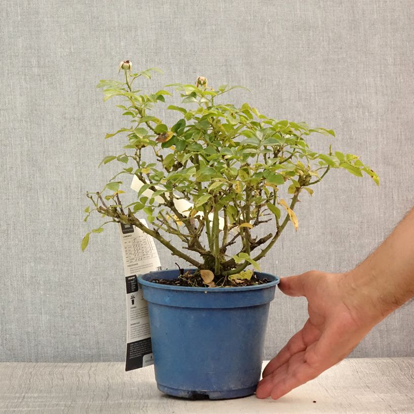 Exemplaar van Rosa Flower Carpet Gold - Polyantharoos Pot van 2 l/3 l zoals geleverd in de zomer