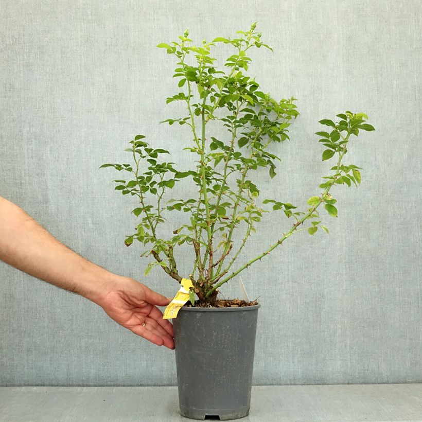 Exemplaar van Rosa Flower Carpet Gold - Polyantharoos Pot van 4 l/5 l zoals geleverd in de zomer