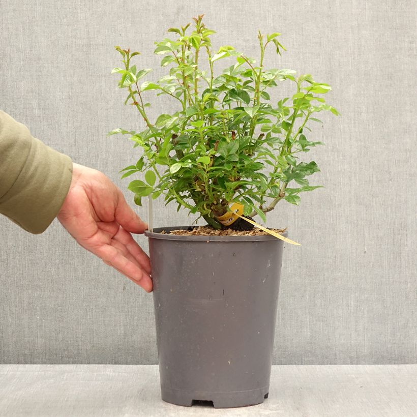 Exemplaar van Rosa Flower Carpet Gold - Polyantharoos Pot van 4 l/5 l zoals geleverd in de lente