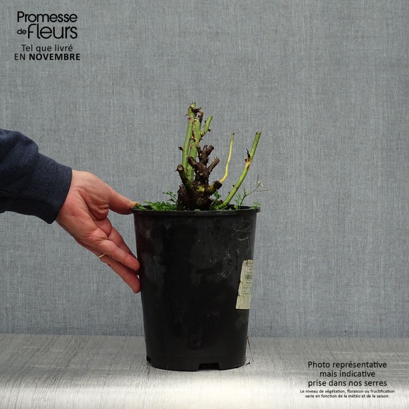 Exemplaar van Rosier Dominica Intercomdoor - Buisson à grande fleurs Pot de 4L/5L zoals geleverd in de herfst