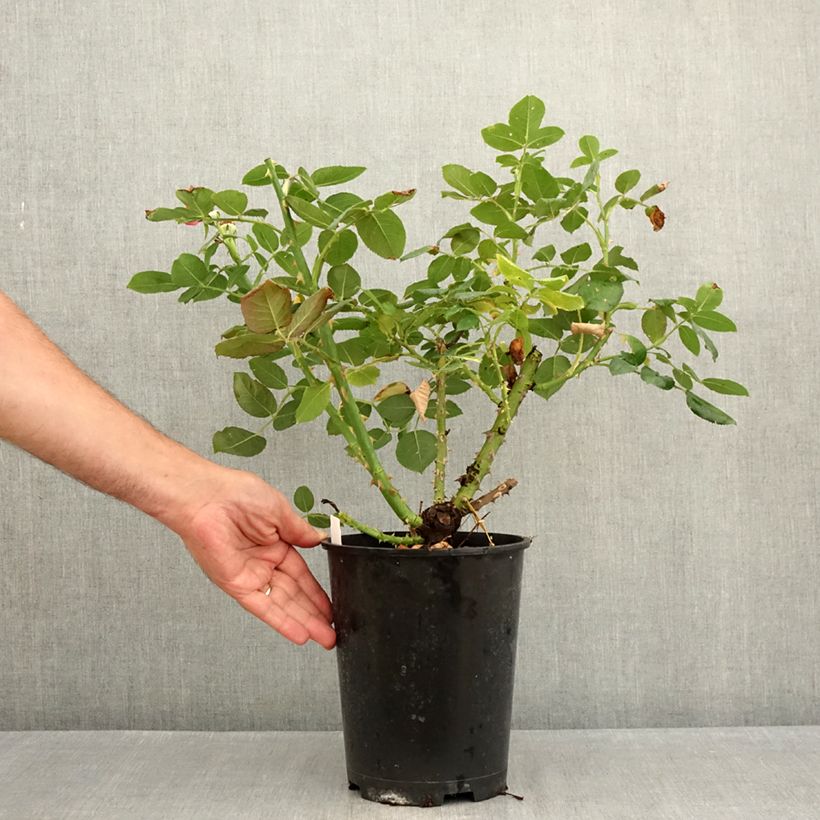 Exemplaar van Rosa Dominica - Grootbloemige roos Pot van 4 l/5 l zoals geleverd in de zomer