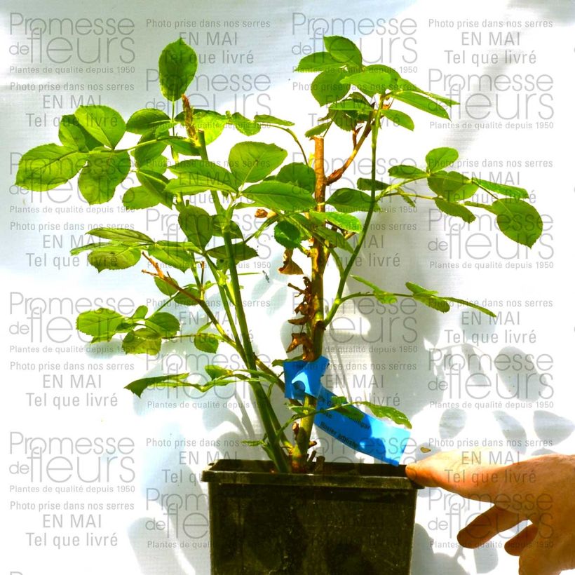 Voorbeeld van een exemplaar van Rosa Emile Garcin - Trosroos Pot van 4 l/5 l zoals geleverd