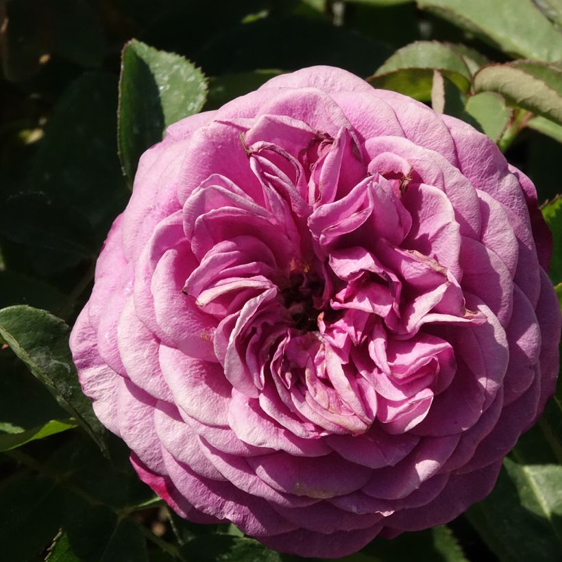 Rosa Heidi Klum Rose - Trosroos (Bloei)