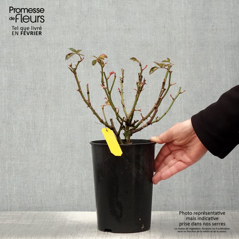 Example of Rosier fleurs groupées Heidi Klum  Pot van 4 l/5 l as you get in hiver