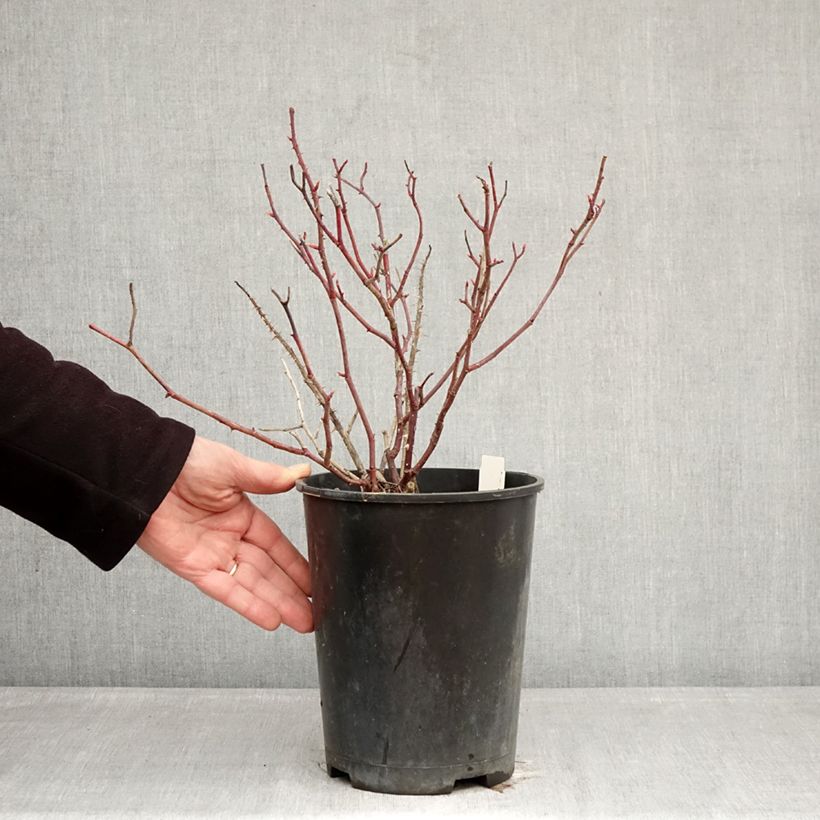 Exemplaar van Rosa Generosa® Fiona Gelin - Struikroos Pot van 4 l/5 l zoals geleverd in de winter