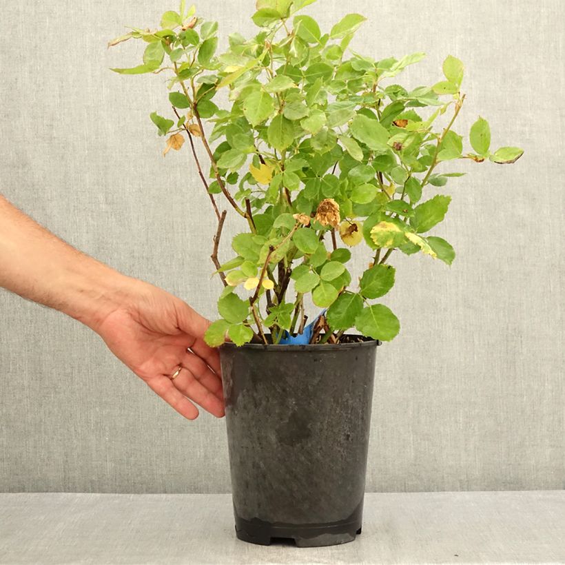 Exemplaar van Rosa Generosa® Laurent Voulzy - Struikroos Pot van 4 l/5 l zoals geleverd in de zomer
