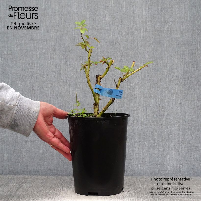 Exemplaar van Rosa Generosa® Nelson Monfort  - Struikroos Pot van 4 l/5 l zoals geleverd in de herfst