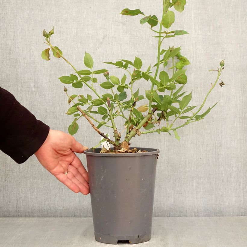 Exemplaar van Rosa Generosa® Nicole Mioulane - Struikroos Pot van 4 l/5 l zoals geleverd in de lente