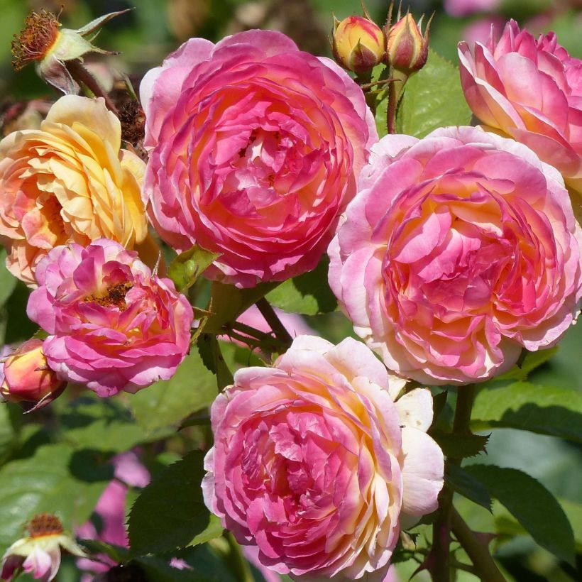 Rosa Generosa® Rosomane Janon - Struikroos (Bloei)
