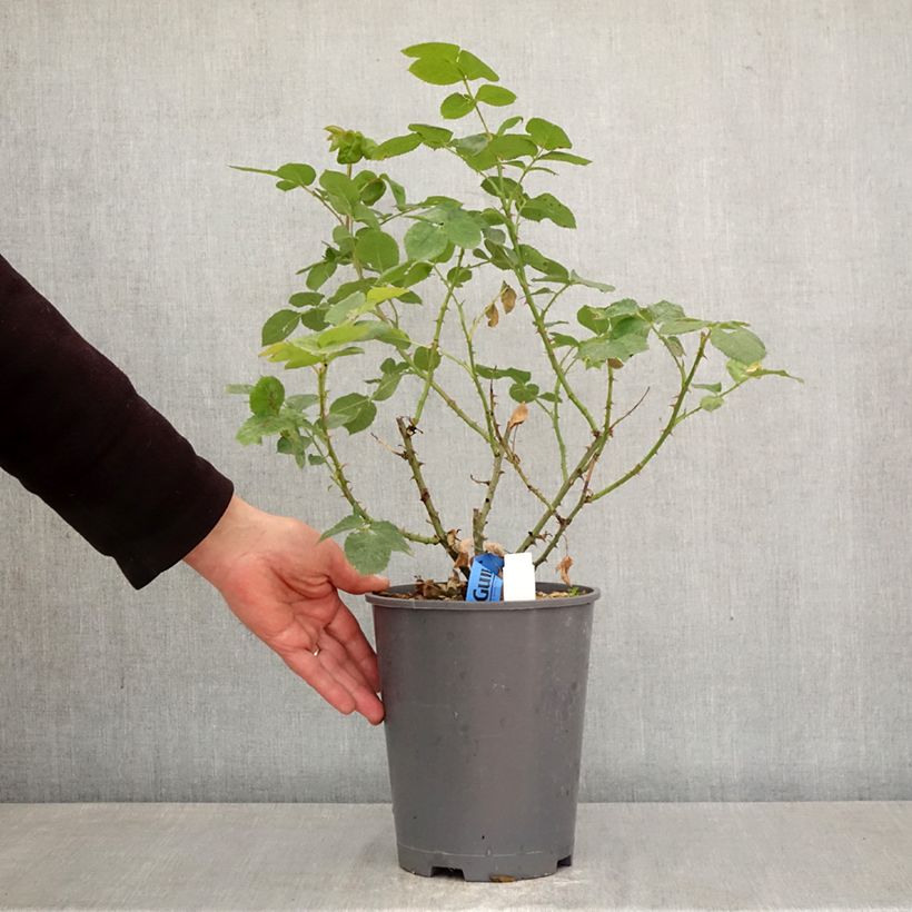 Exemplaar van Rosa Generosa® Rosomane Janon - Struikroos Pot van 4 l/5 l zoals geleverd in de lente