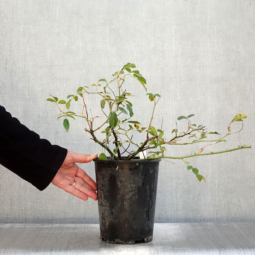 Exemplaar van Rosa Aimée Vibert - Klimroos Pot van 4 l/5 l zoals geleverd in de herfst