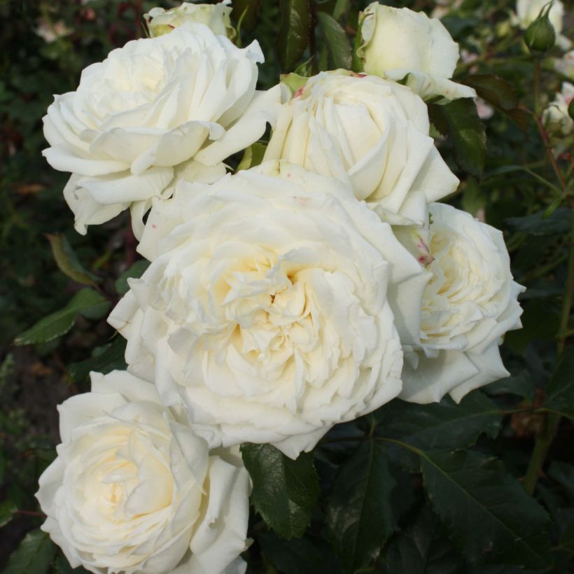 Rosa Alaska - Klimroos (Flowering)