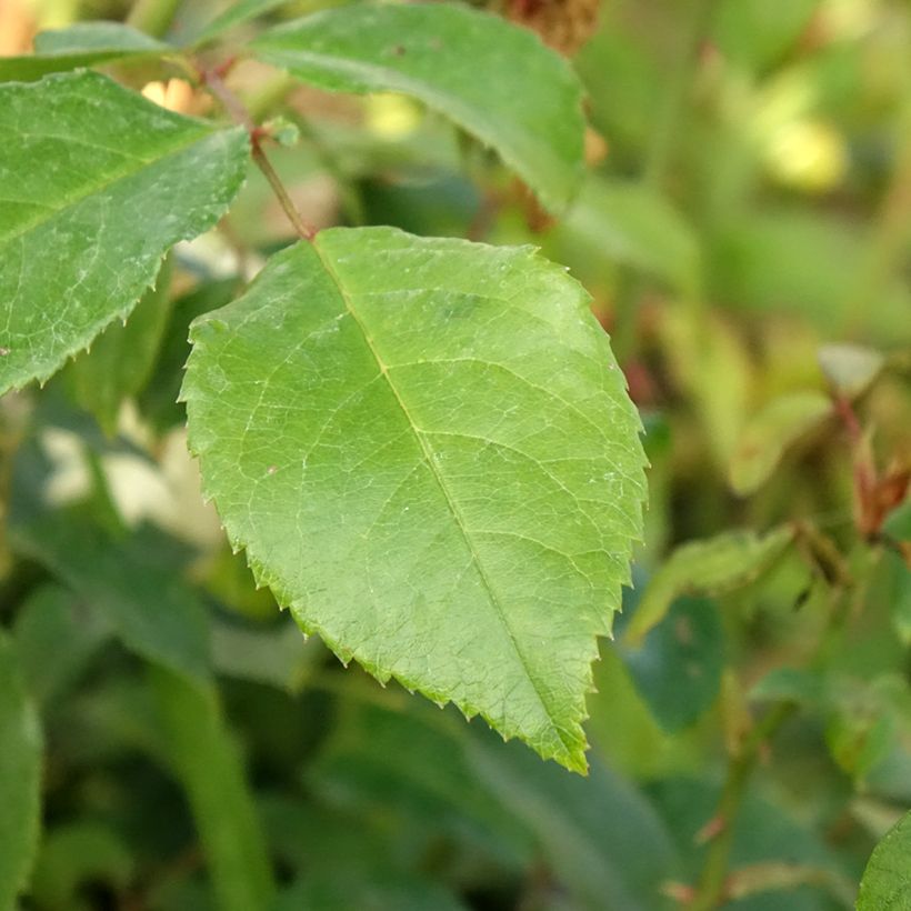 Rosa Alaska - Klimroos (Blad)