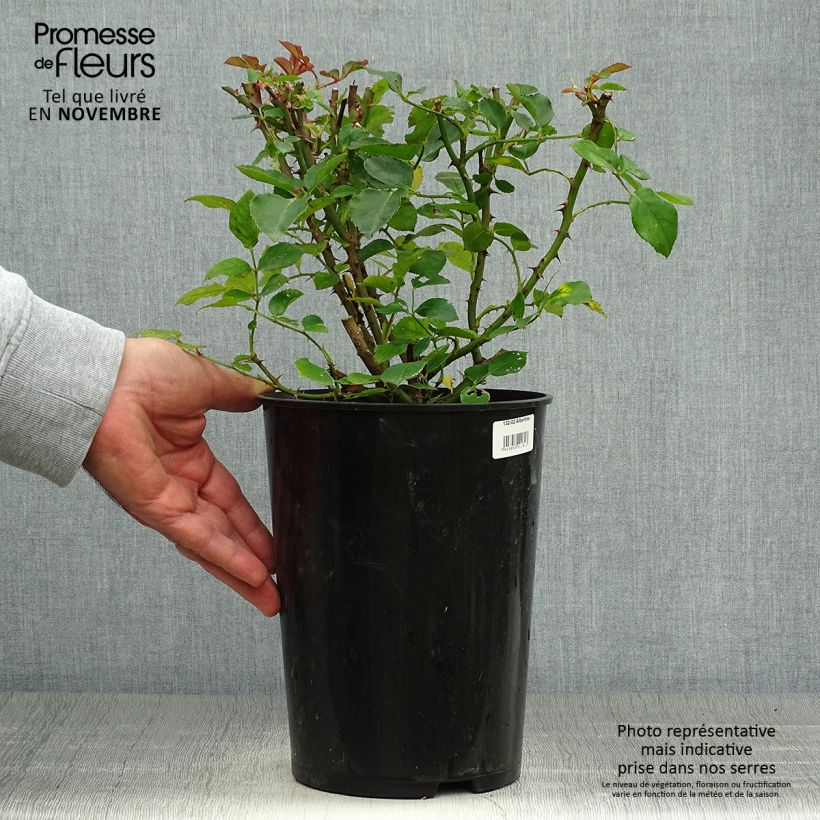 Exemplaar van Rosa Albertine - Klimroos Pot van 4 l/5 l zoals geleverd in de herfst