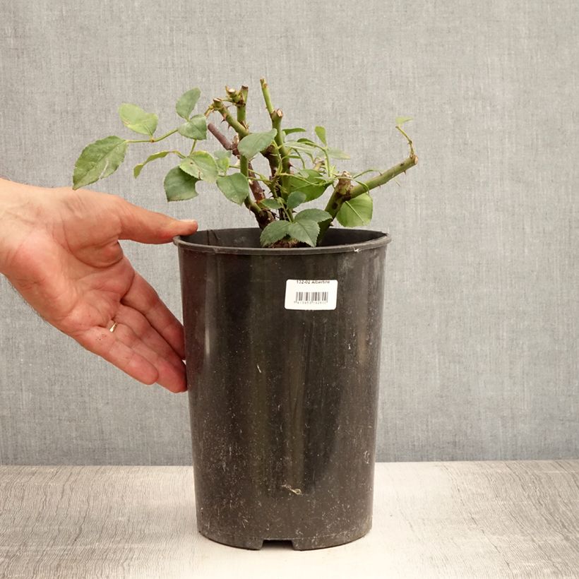 Exemplaar van Rosa Albertine - Klimroos Pot van 4 l/5 l zoals geleverd in de zomer