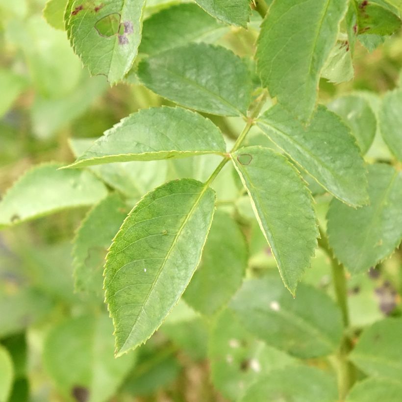 Rosa Alchymist - Grootbloemige klimroos (Blad)