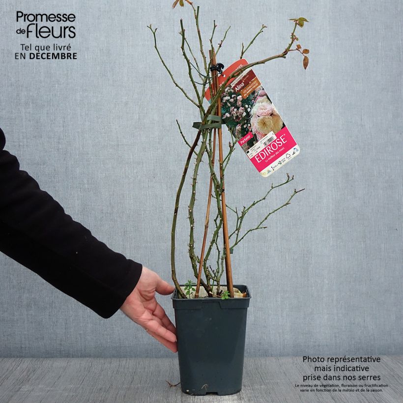 Exemplaar van Rosier grimpant Starlet Rose Alina Pot de 4L/5L zoals geleverd in de herfst