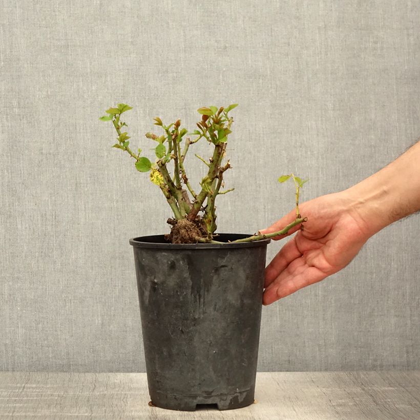 Example of Rosier grimpant Allegro Pot van 4 l/5 l as you get in printemps