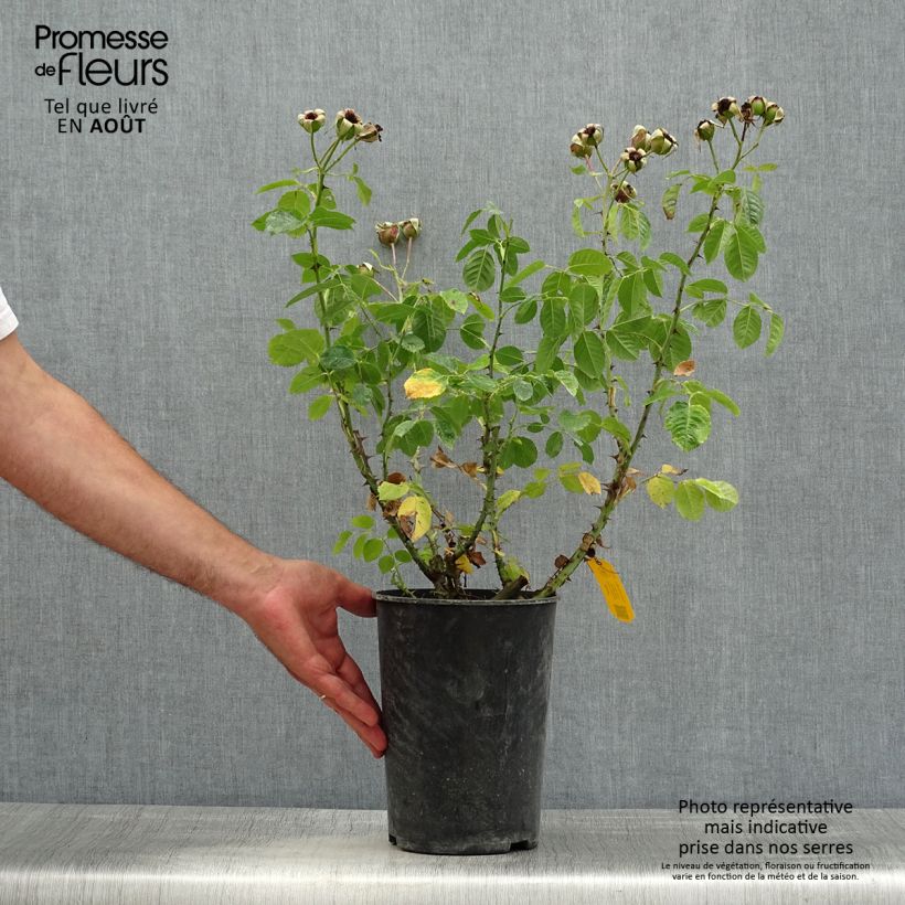 Exemplaar van Rosa Aloha - Klimroos Pot van 4 l/5 l zoals geleverd in de zomer
