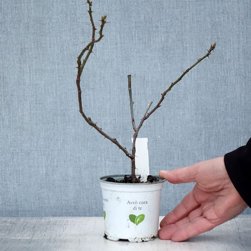 Example of Rosa Aloha - Doorbloeiende Klimroos Pot van 10 cm/11 cm as you get in hiver