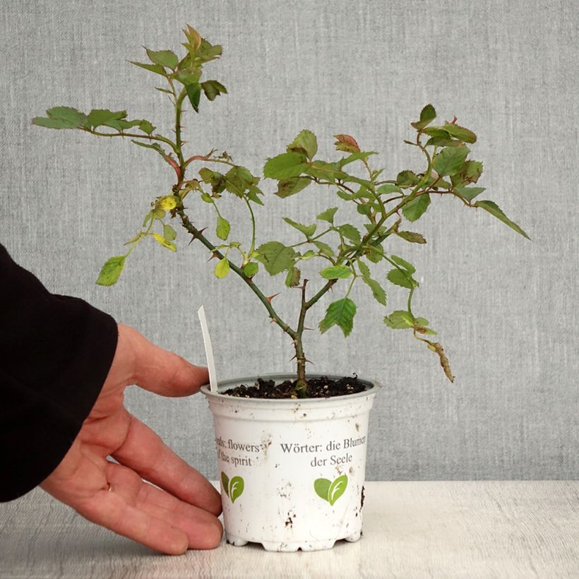 Exemplaar van Rosa Aloha - Doorbloeiende Klimroos Pot van 10 cm/11 cm zoals geleverd in de lente