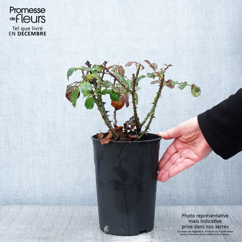 Exemplaar van Rosa Aloha - Doorbloeiende Klimroos Pot van 4 l/5 l zoals geleverd in de herfst