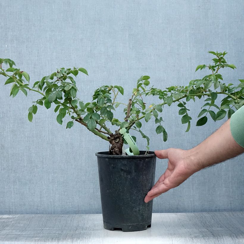 Exemplaar van Rosa American Pillar - Klimroos Pot van 4 l/5 l zoals geleverd in de zomer