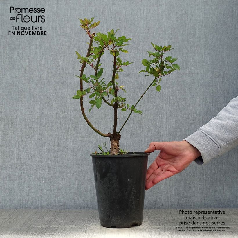 Exemplaar van Rosa Little Rambler - Klimroos Pot van 4 l/5 l zoals geleverd in de herfst