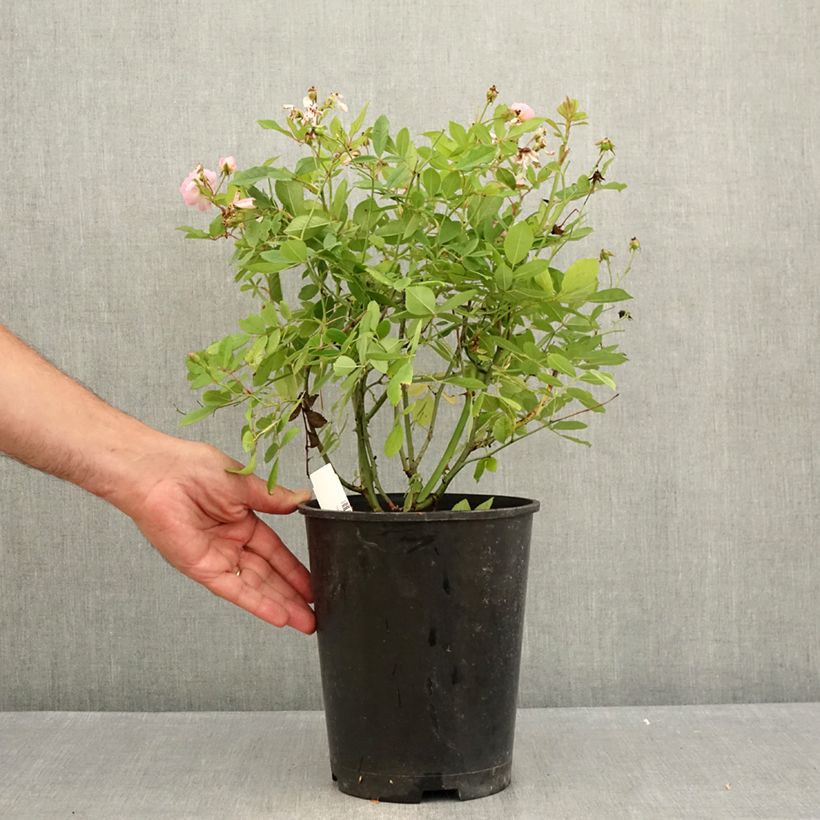 Exemplaar van Rosa Little Rambler - Klimroos Pot van 4 l/5 l zoals geleverd in de zomer
