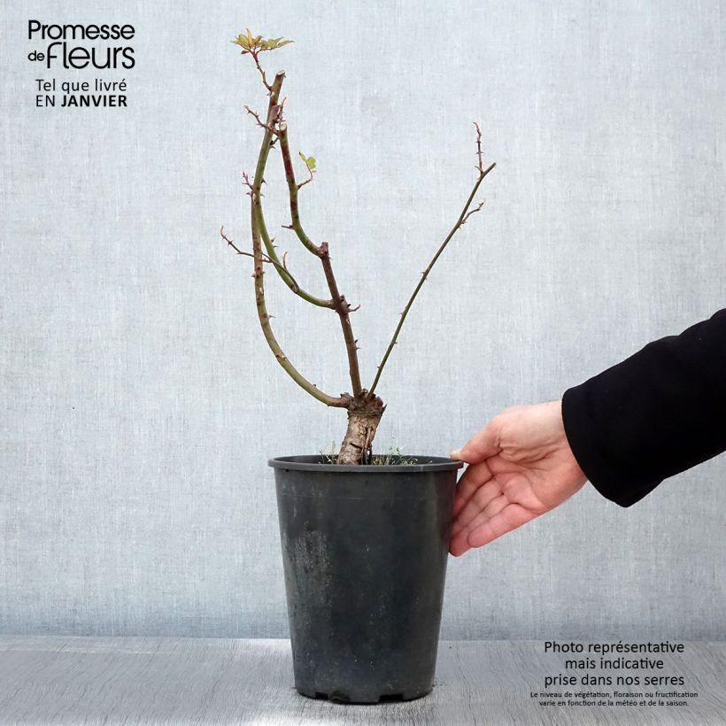 Example of Rosier grimpant anglais Little Rambler Pot van 4 l/5 l as you get in hiver