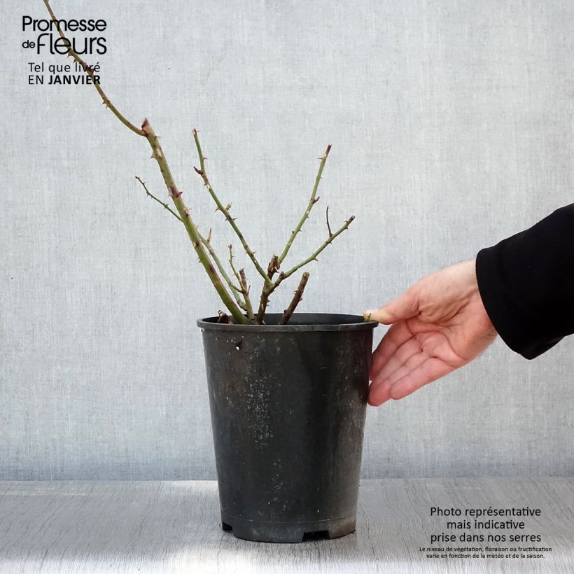 Example of Rosa Bantry Bay - Klimroos Pot van 4 l/5 l as you get in hiver