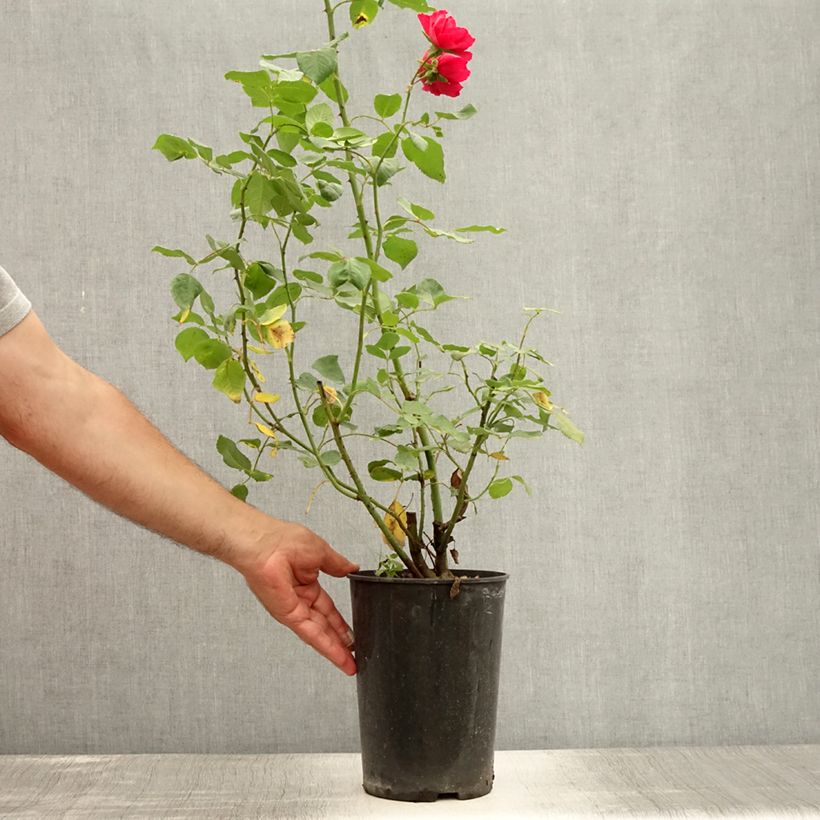Exemplaar van Rosa Blaze Superior - Klimroos Pot van 4 l/5 l zoals geleverd in de zomer